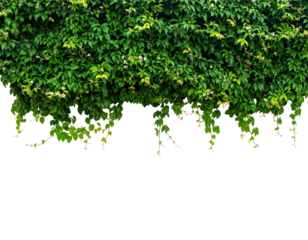 Lush, dense wall of vibrant green foliage with a dark, obscured bottom