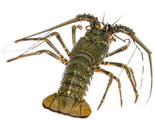 A vibrant, close-up photograph showcasing a whole spiny lobster against a black backdrop