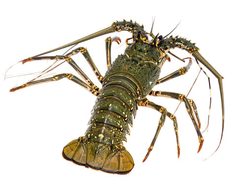 A vibrant, close-up photograph showcasing a whole spiny lobster against a black backdrop