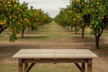 Empty wooden table surface in orange citrus orchard grove with rows of trees under sunny sky for product placement background mock up display organic farm landscape view.