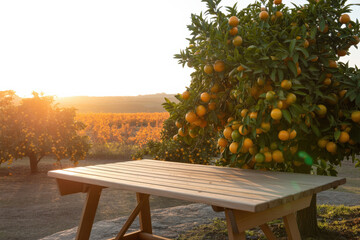 Wooden table in orange grove at sunset golden hour lighting with citrus trees and sun flare for product display mock up organic farm background landscape view scene.
