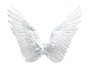 Obraz premium Delicate, pristine, spread-out white wings isolated on a stark black background, showcasing intricate details