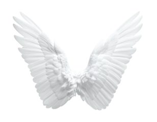 Delicate, pristine, spread-out white wings isolated on a stark black background, showcasing intricate details