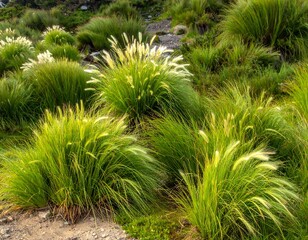 Grassy landscape with various round tufts of bright green and golden grass on an earthen hillside