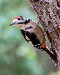 Greater spotted woodpecker looking for bugs and insects on a tree.