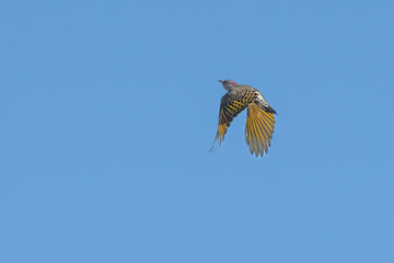 Northern flicker in flight against a blue sky.