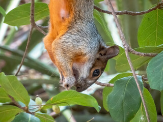 A Mexican gray squirrel with an orange belly hangs by its back legs to eat a nut among green leaves in a tropical forest in Huatulco, Oaxaca, Mexico.