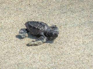 A tiny dark sea turtle hatchling makes its way across a sandy shore, its flippers covered in sand as it heads toward the sea in Huatulco, Oaxaca, Mexico. © oasisamuel