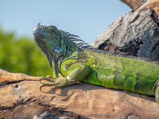 A large green iguana rests on a textured log, showing detailed scales and dorsal spines against a soft, natural green background in Huatulco, Oaxaca, Mexico.