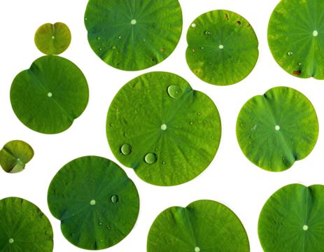 Close-up of glossy, green lily pads with water droplets against a stark black background - Powered by Adobe