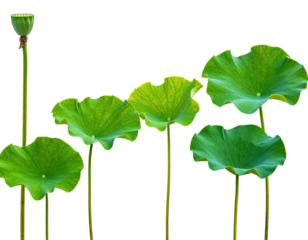 Green, wavy-edged lotus pads and a seed pod against a black background