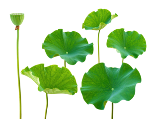 A cluster of lush, green lotus leaves with seed pod against a stark black background