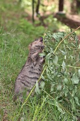 背伸びをしてユーカリを食べるクオッカ
