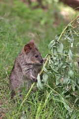 ユーカリの匂いを嗅ぐクオッカ