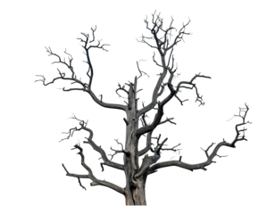 A dark gray tree silhouette with gnarled branches on a black background