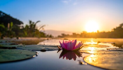 Pink water lily floats on a calm lake at dawn, with the sunrise shining on the water and trees