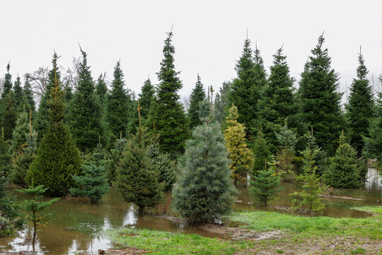 Christmas tree farm under water due to severe flooding. The pine trees are in deep flood water outside. 