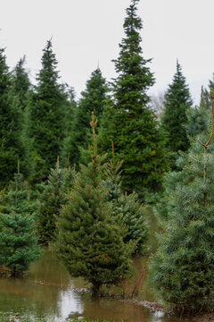 Christmas tree farm under water due to severe flooding. The pine trees are in deep flood water outside. 