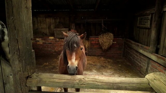 Brown horse in rustic wooden stable