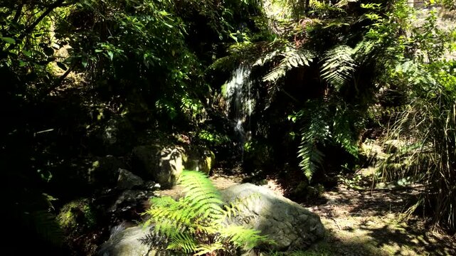 Small Stream Waterfall Flowing Through Lush Fern Forest