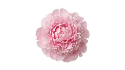 Large pink peony flower centered on black background isolated on a transparent background large bloom