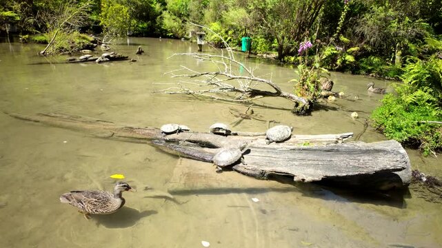 Turtles Sunbathing On Log While Ducks Swim In Pond