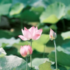 lotus blooming in summer