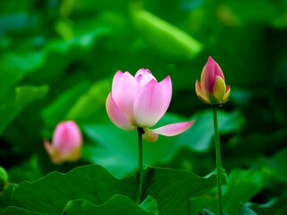 Fototapeta premium lotus blooming in summer