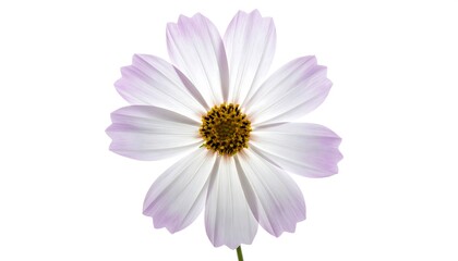 Pale pink cosmos flower with yellow center on a stark white background; single green stem