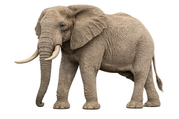Obraz premium African bush elephant standing, large mammal, wildlife animal, savanna megafauna with big tusks and trunk on transparent background