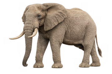 African bush elephant standing, large mammal, wildlife animal, savanna megafauna with big tusks and trunk on transparent background