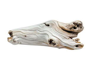 A weathered piece of driftwood against a black backdrop, showing intricate grain and texture
