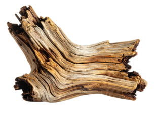 Close-up of a weathered, textured piece of driftwood against a stark black background