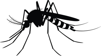 Mosquito vector illustration, detailed insect silhouette design, pest control concept, malaria and dengue disease carrier graphic for medical, biology, and environmental awareness themes © Samol