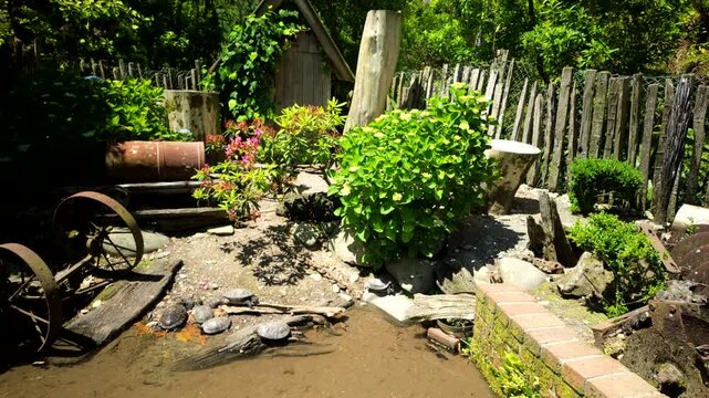 Turtles Basking In Rustic Garden Pond