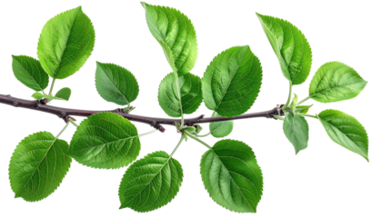 A close-up shot of a branch with vibrant green leaves against a transparent black background