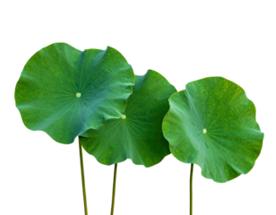 Close-up of three circular, large, green leaves of a plant against a black background