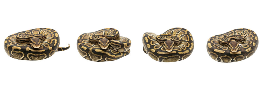 Set of Four Ball Python Animals (Python regius) in Different Poses, Isolated on Transparent PNG Background
