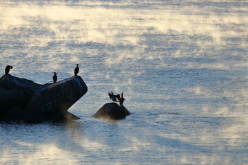 気嵐の中の鵜　（高知県　中土佐町久礼）