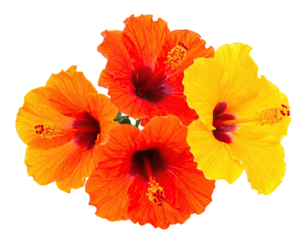 Close-up of hibiscus flowers. Orange, red, and yellow petals against a black background