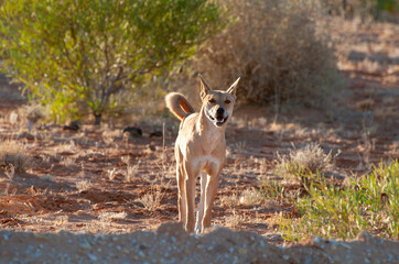 Wild dingo in the remote outback of South Australia.