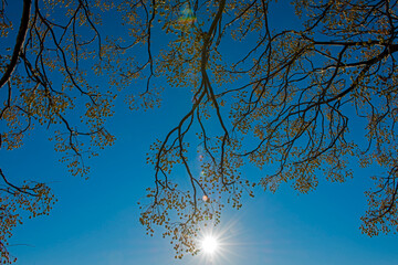 Seeds on a cedar tree with sun rays.