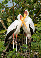 Africa,  Botswana yellow billed storks at a nest.