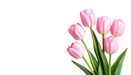 Fototapeta premium A cluster of pastel pink tulips against a stark black background, showcasing spring