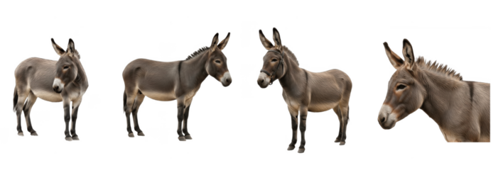 Set of donkey standing in different poses isolated on transparent PNG background, oil paint