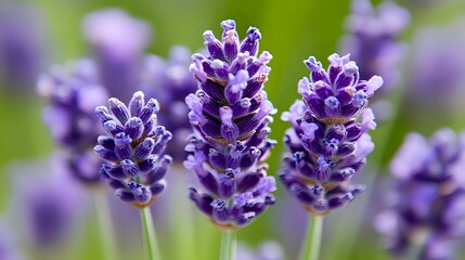 Obraz premium Purple lavender flowers blooming in garden with soft blurred background. Aromatic herb spikes in natural outdoor setting for wellness and relaxation themes.