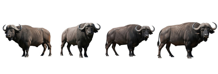 Set of African Buffalo Isolated on Transparent PNG Background, African Wildlife Animal Collection