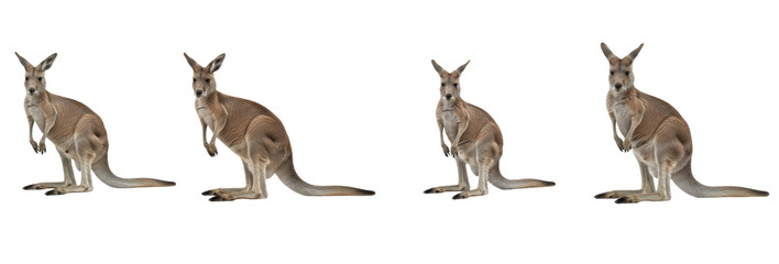 Set of Eastern Grey Kangaroo (Macropus giganteus) Isolated on Transparent PNG Background, Australian Wildlife Collection © ibrahim