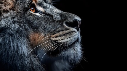 Close-up profile of majestic lion with golden eyes against black background showcasing detailed mane texture and facial features for wildlife photography.