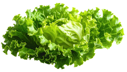 A head of crisp, vibrant lettuce with crinkled leaves against a black background